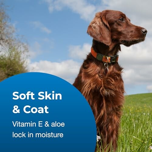 Dog with shiny coat in a grassy field, promoting Vitamin E and aloe benefits.