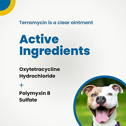 Terramycin clear ointment active ingredients with a smiling dog.